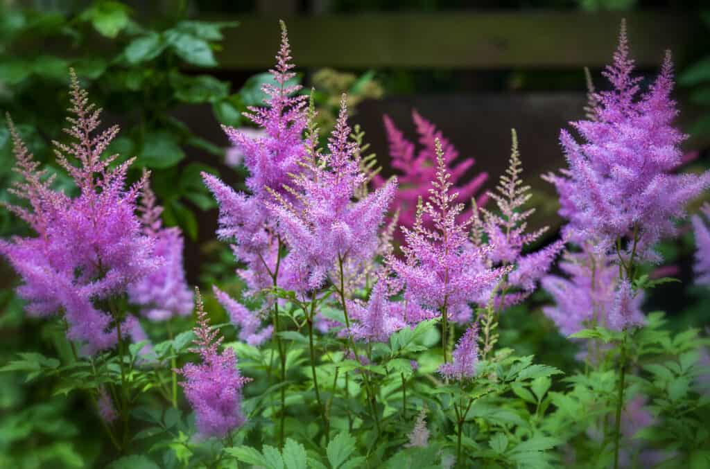 Fiori rosa astilbe freschi con fogliame verde