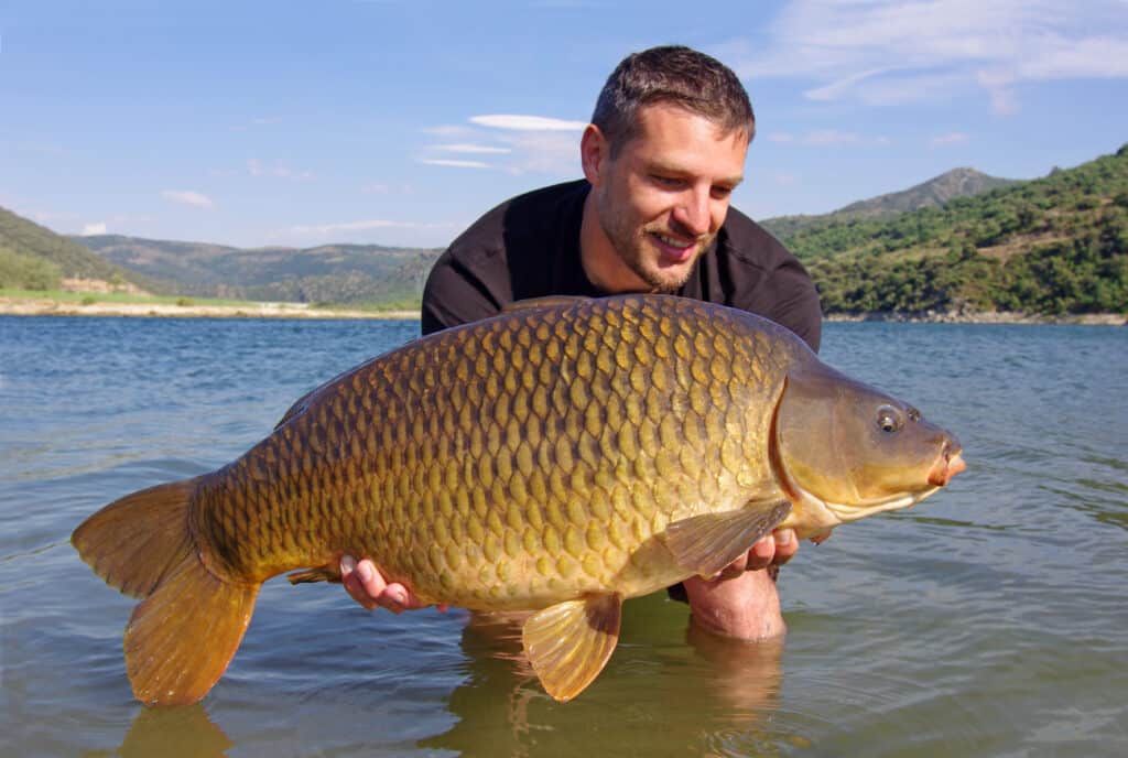 uomo che tiene la carpa comune gigante