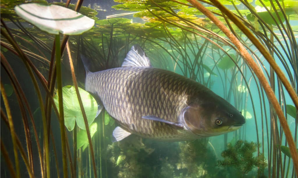 carpa erbivora