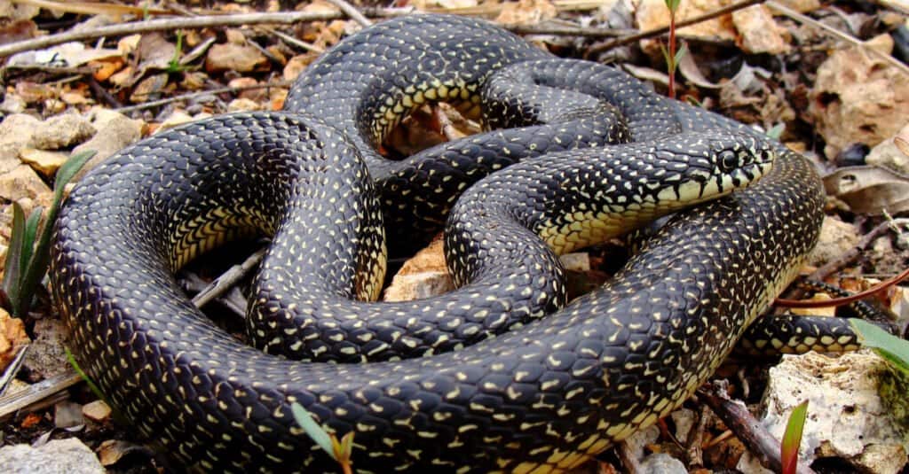 Serpenti in Mississippi - Serpente reale nero orientale (Lampropeltis nigra)