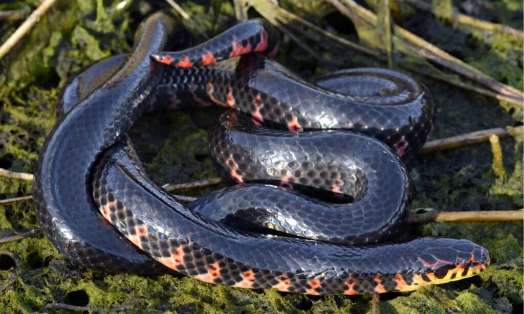 serpente di fango dal ventre rosso