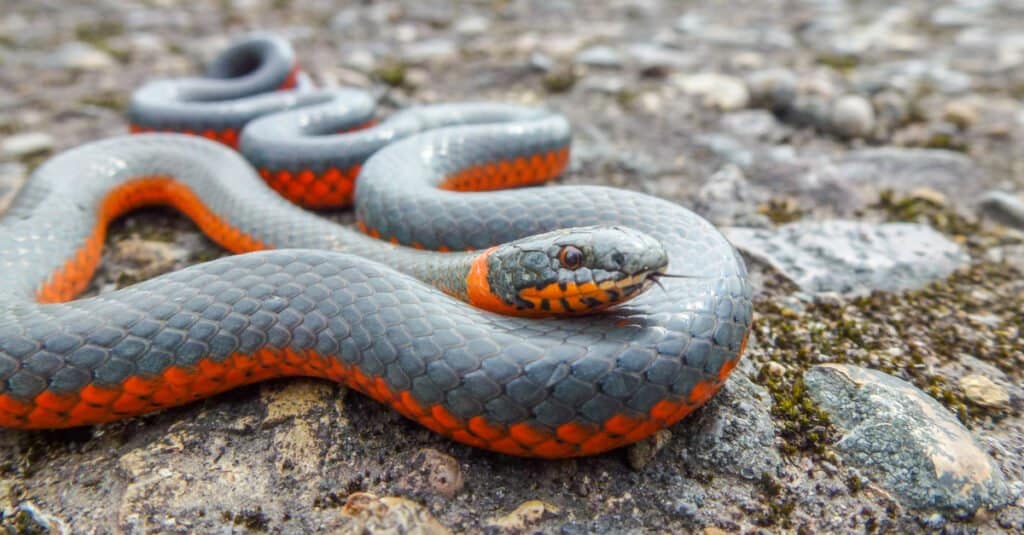 Serpente dal collo ad anello (Diadophis punctatus)