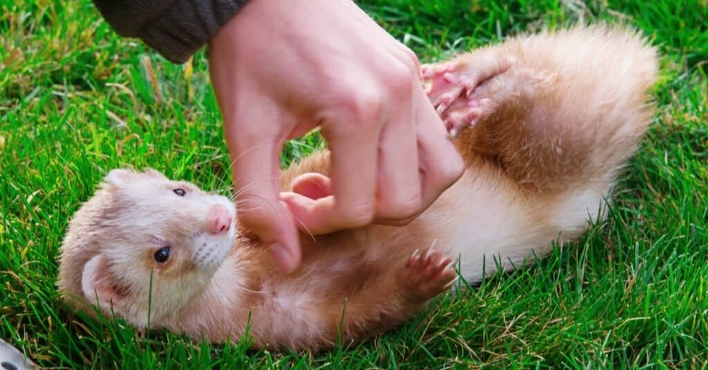 Uomo che gioca con un furetto di cannella da compagnia fuori sull'erba.