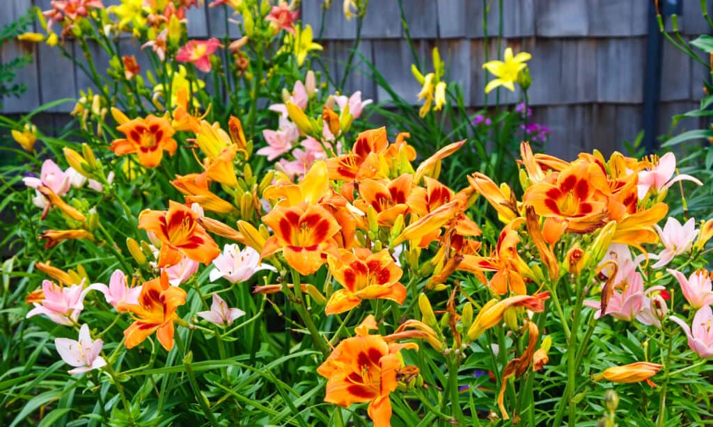 Daylilies rosa e arancioni in un giardino.
