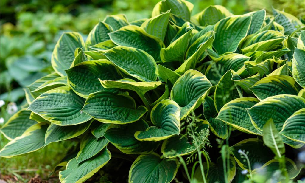 hostas