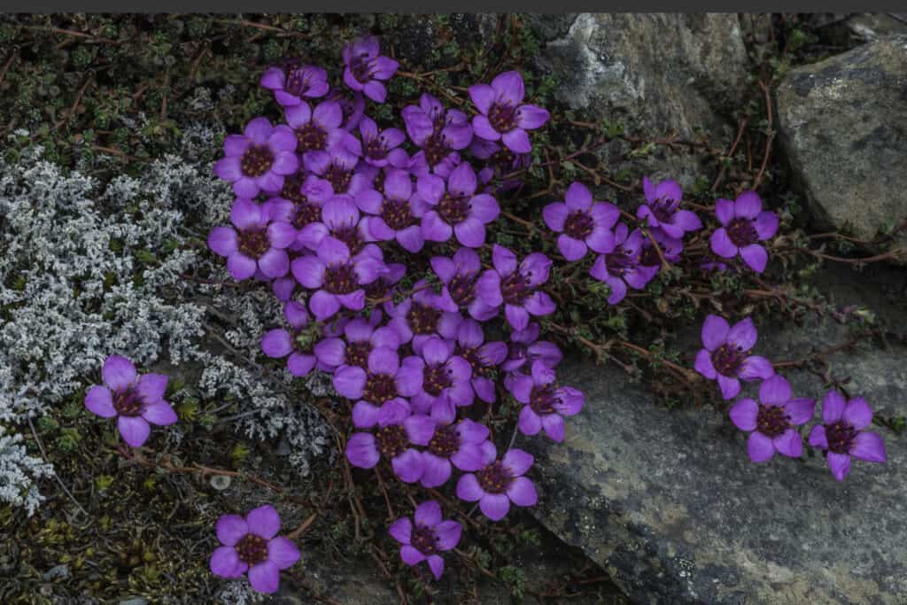 Sassifraga viola, Saxifraga oppositifolia, isola di Spitsbergen, Svalbard, Norvegia, al di sopra del circolo polare artico, è in grado di crescere nella località più settentrionale del mondo