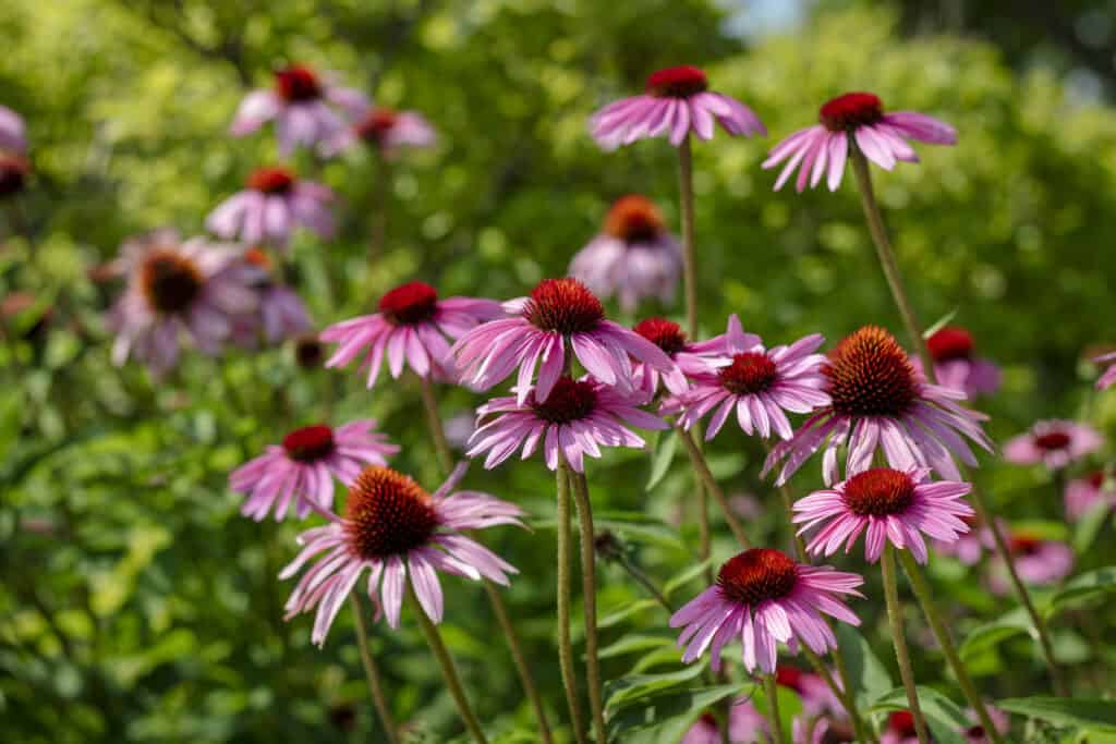 Fiori da piantare in ottobre