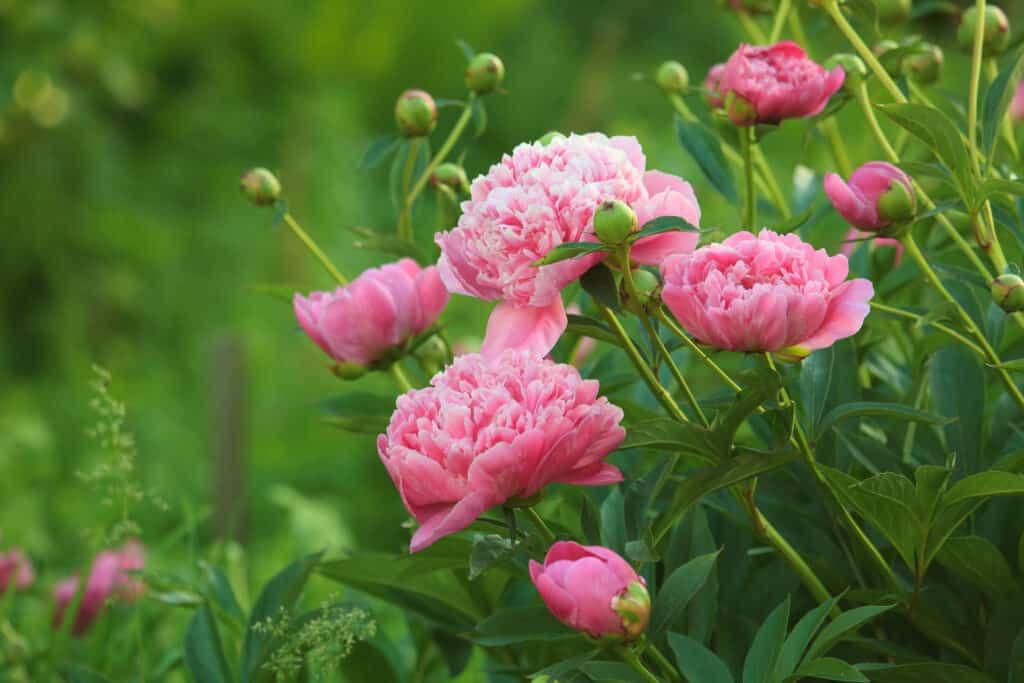 Primo piano di peonie rosa in campo aperto