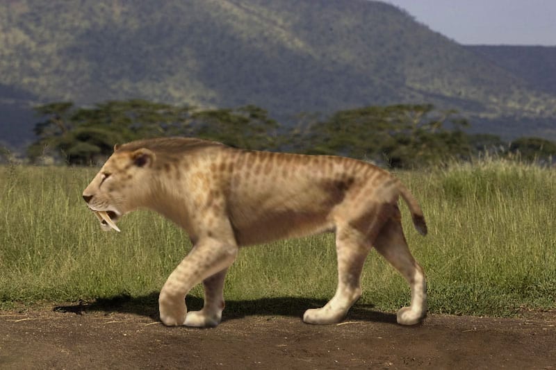 Tigre dai denti a sciabola