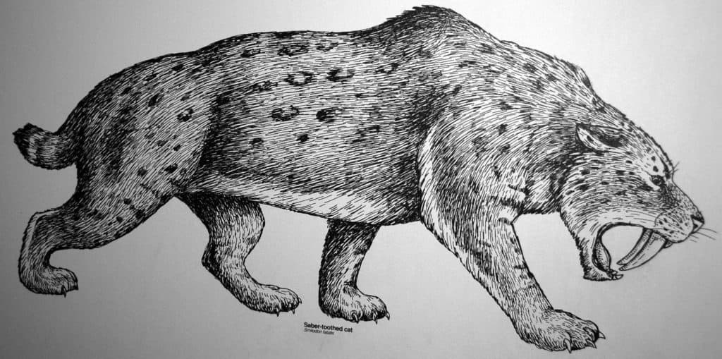 Disegno della tigre dai denti a sciabola