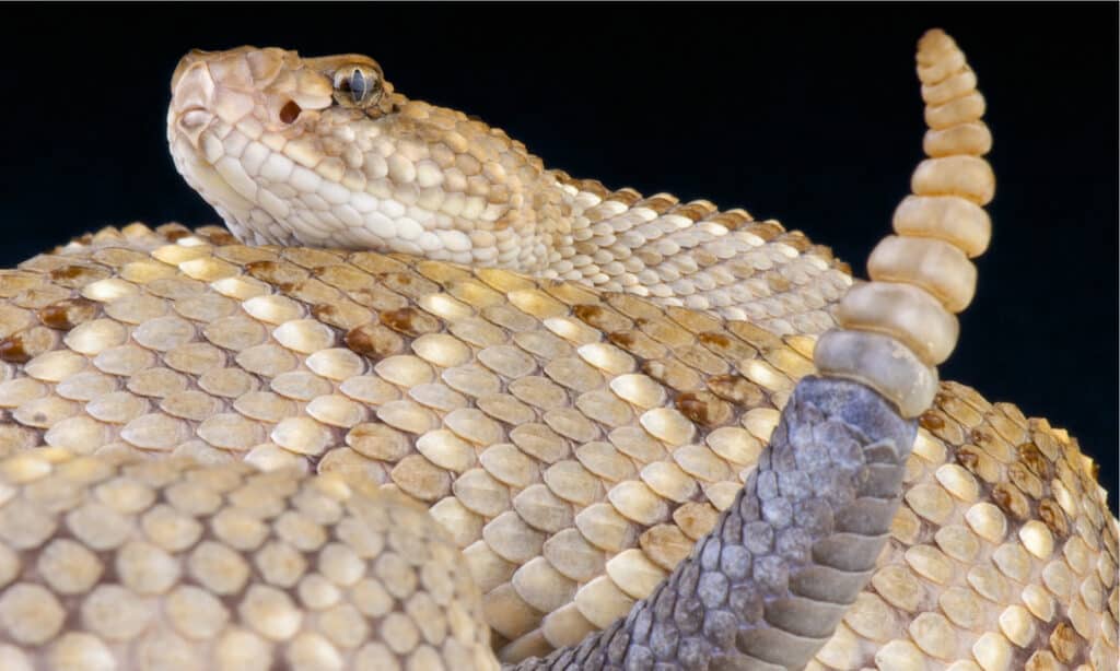 Primo piano del serpente a sonagli di Aruba