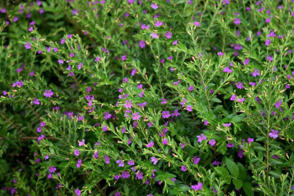 Fiori annuali a bassa manutenzione: fiori di Cuphea hyssopifolia.