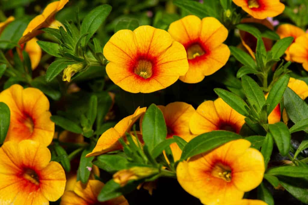 Fiori decorativi arancioni dell'alba di Calibrachoa (milioni di campane).
