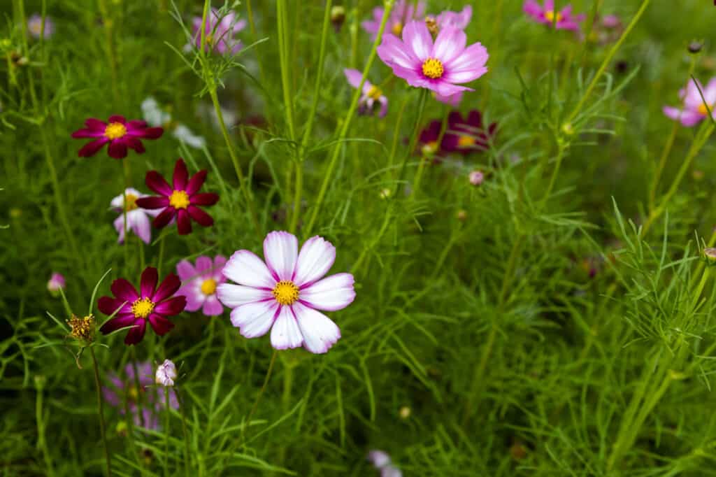 Fiori annuali a bassa manutenzione: fiori di cosmo in giardino