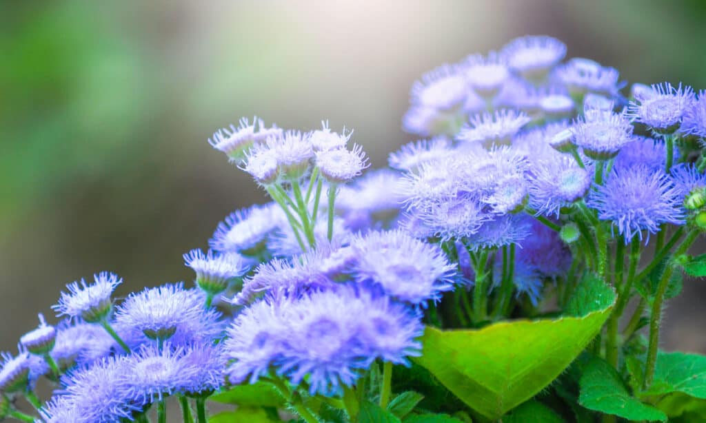 Fiore di filo interdentale