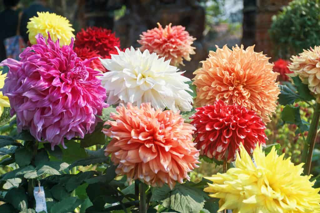 grandi fiori di dalia