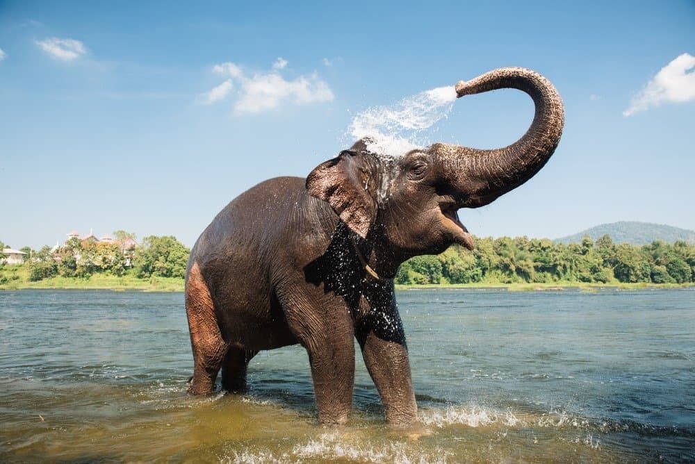 elefante africano vs elefante asiatico