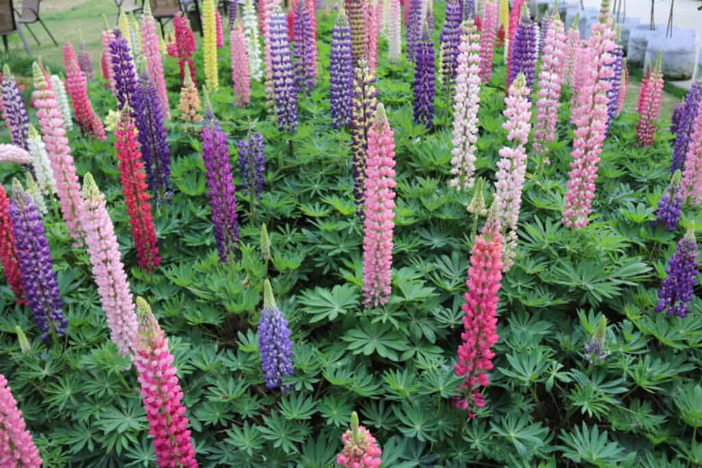 molti fiori di lupino in giardino