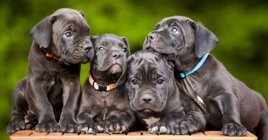 Adorabili cuccioli di Cane Corso che giocano.