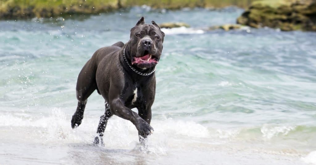Cane di Cane Corso che gioca a surfare al mare.