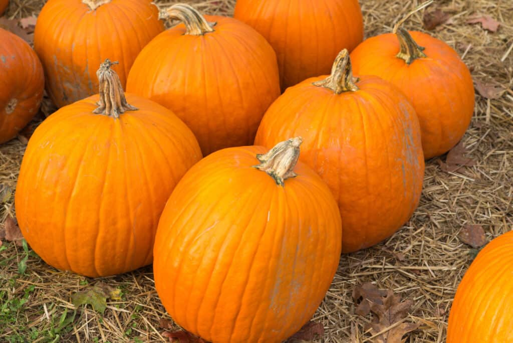 Le migliori varietà di zucca per Halloween e l'autunno: zucche Howden Field