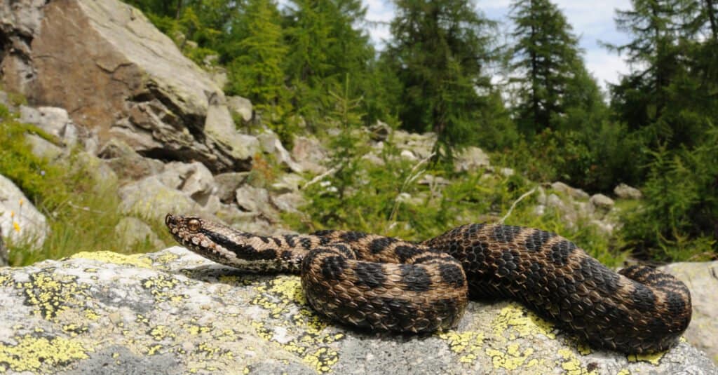 L'asp è un lungo serpente che può raggiungere più di 3 piedi di lunghezza. Le sue lunghe zanne ricurve sono un punto chiave di identificazione.