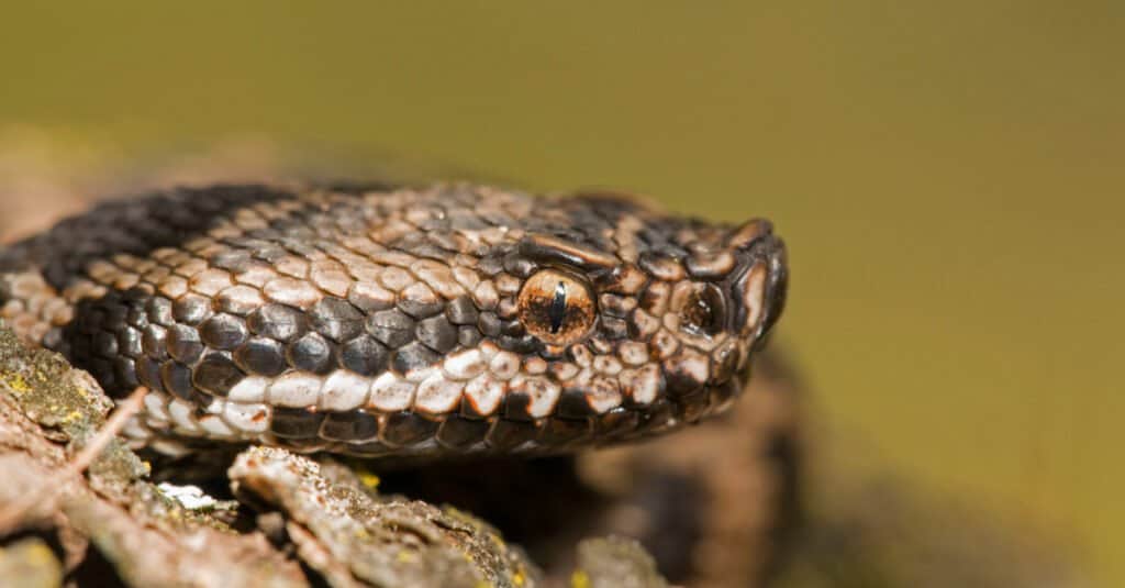 Close-up di Vipera aspis (Asp viper). Il serpente ha zanne lunghe e cave che può ruotare indipendentemente.