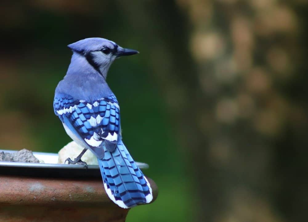 Blue Jay giovanile con sfondo verde
