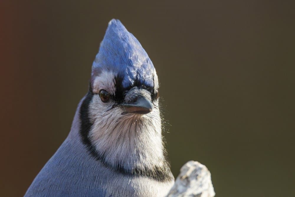 Blue Jay in autunno, ritratto