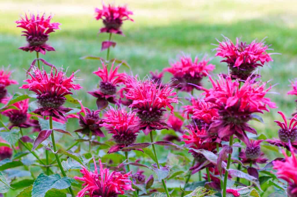 I migliori fiori perenni per la zona 8: fiori di melissa