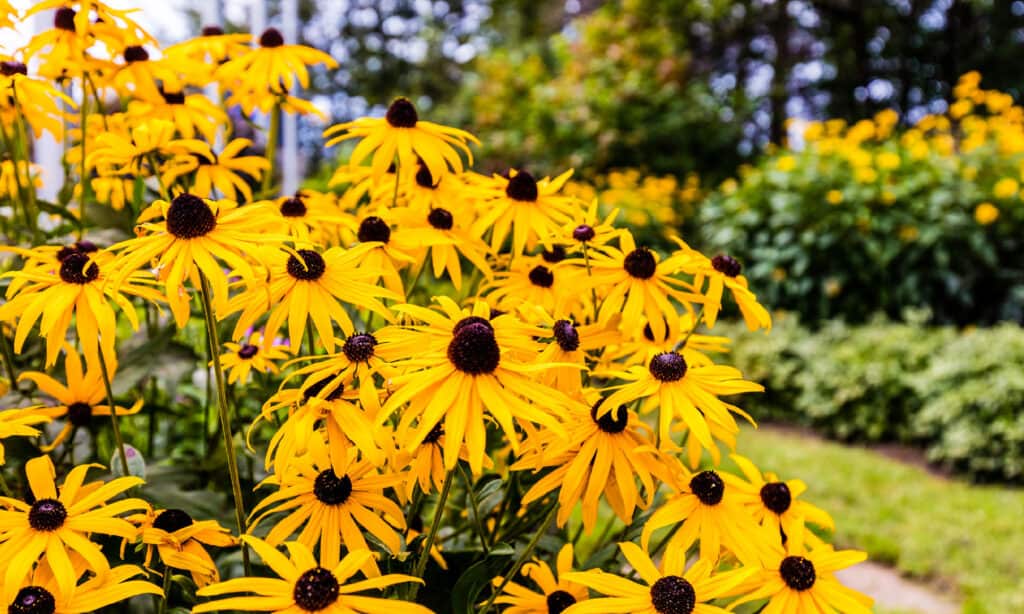 Fiori di Susan dagli occhi neri
