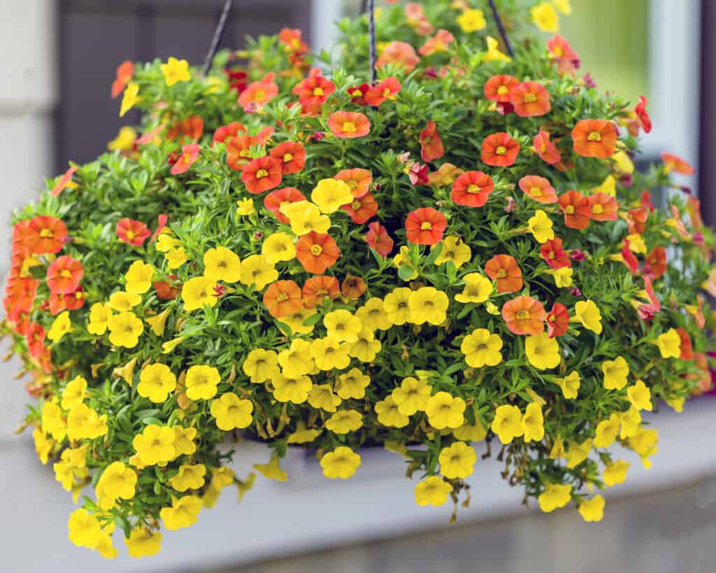 Cesto sospeso con fiori di milioni di campane.