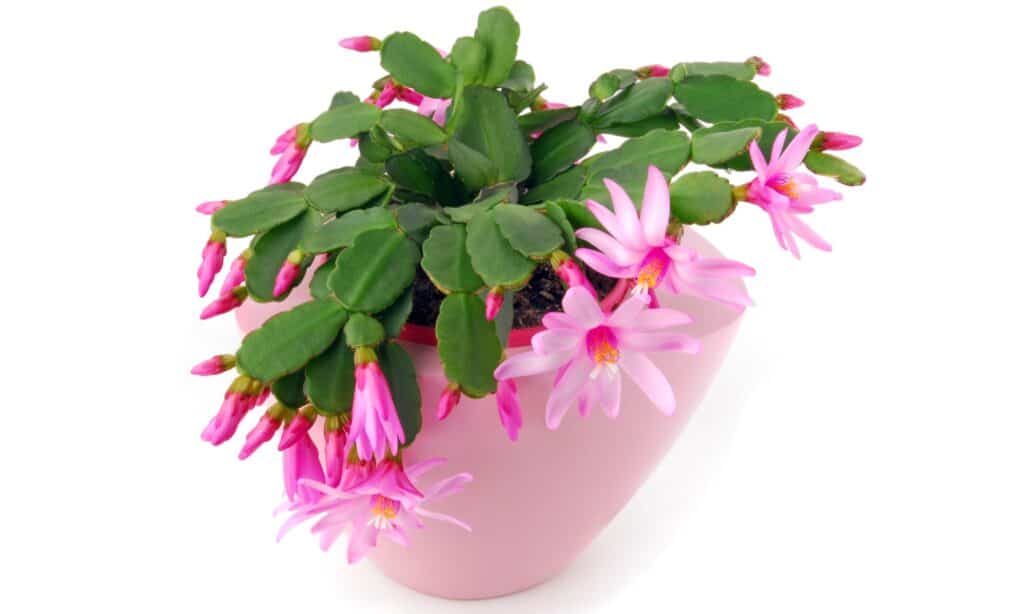 cactus di Pasqua isolato
