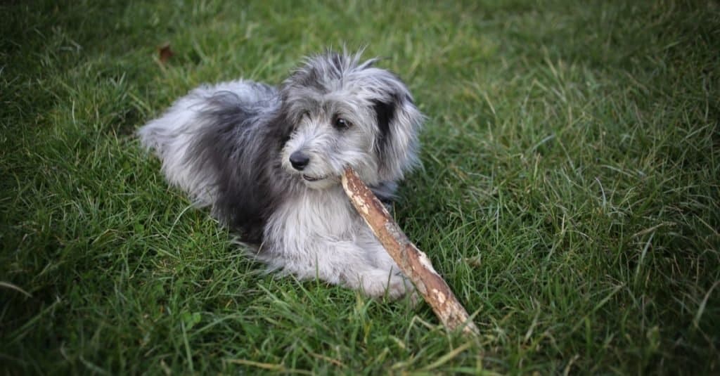 Mini cucciolo Aussiedoodle Blue Merle di 6 mesi