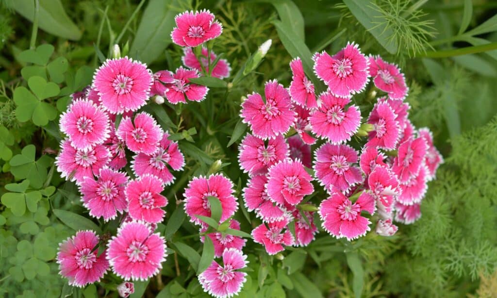 fiore di dianto