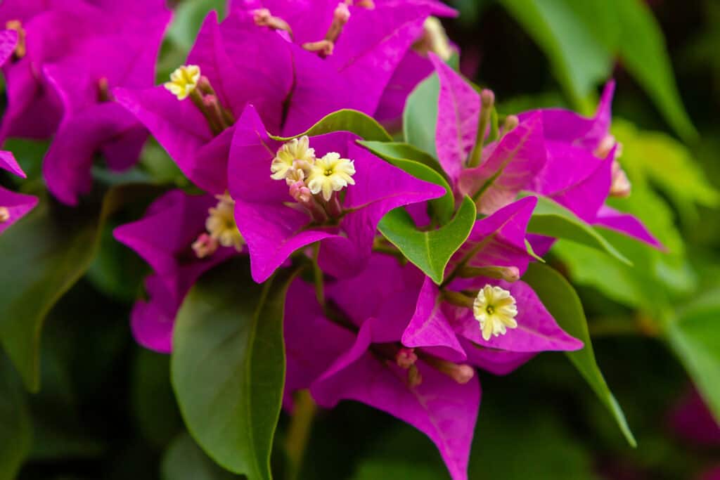 Bouganville