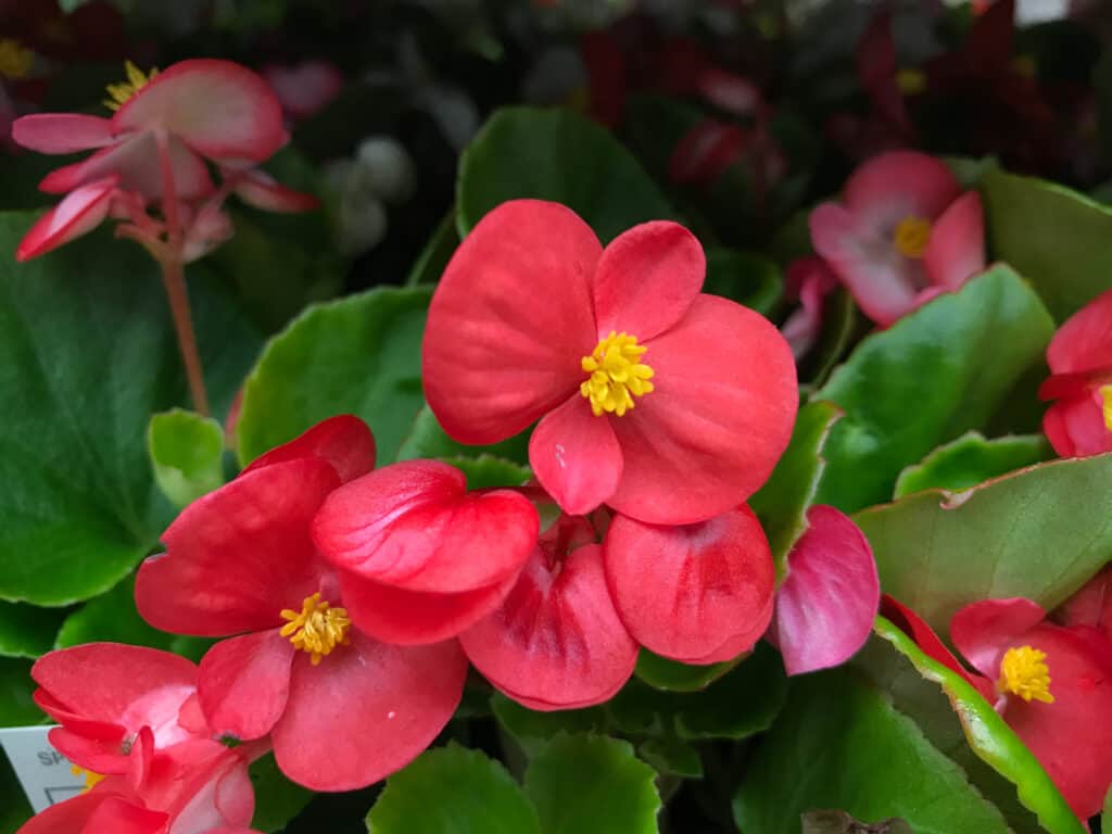 Begonia di cera