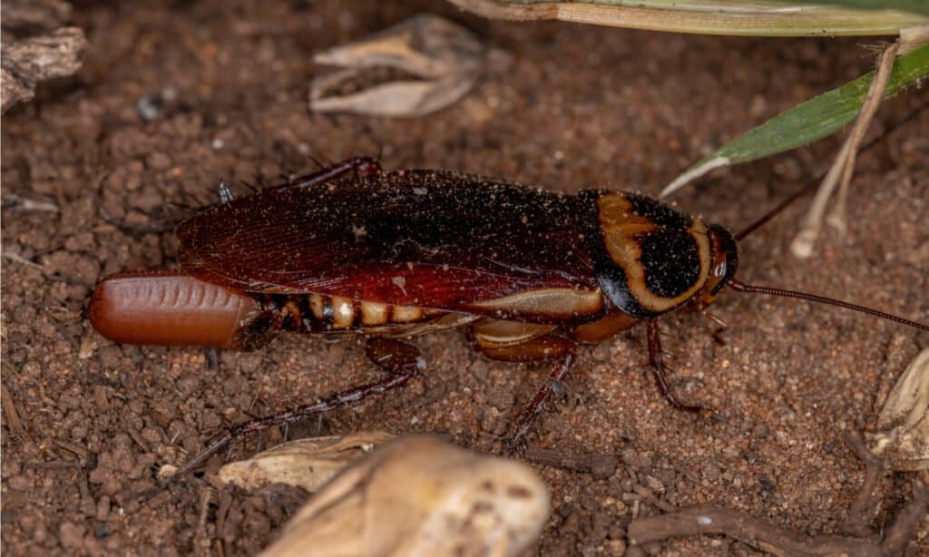 Blatta australiana (Periplaneta australasiae) che depone le uova.