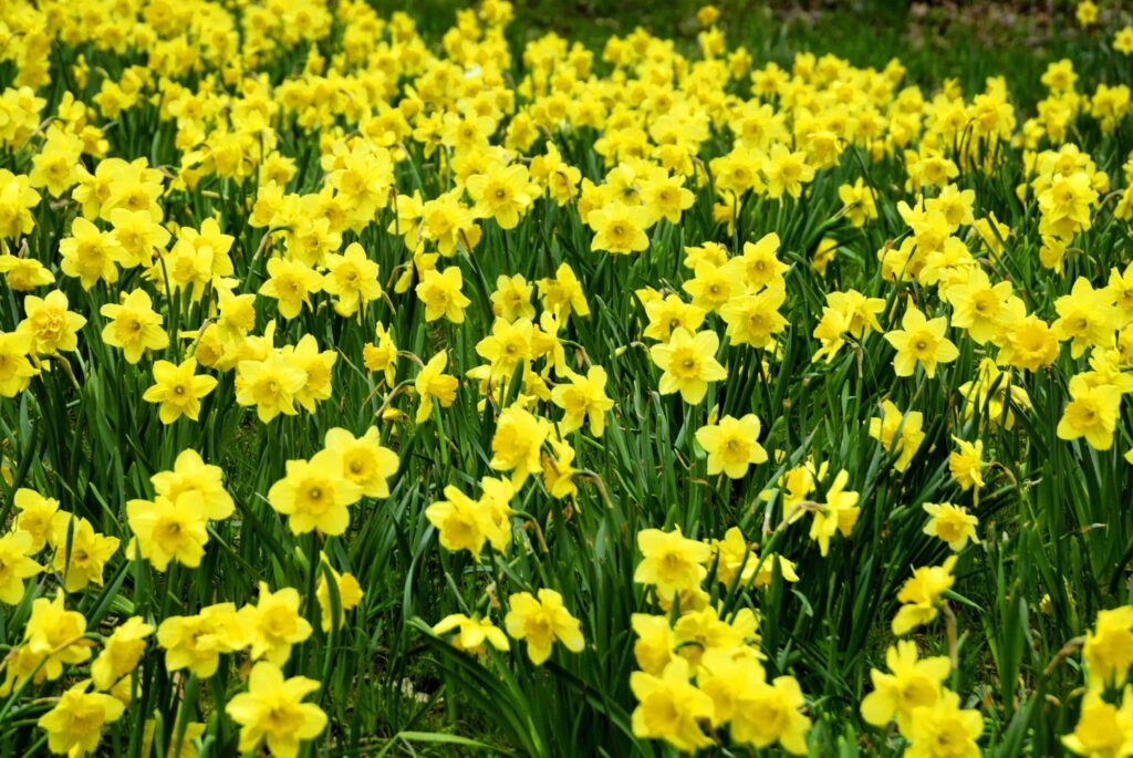 campo di narcisi