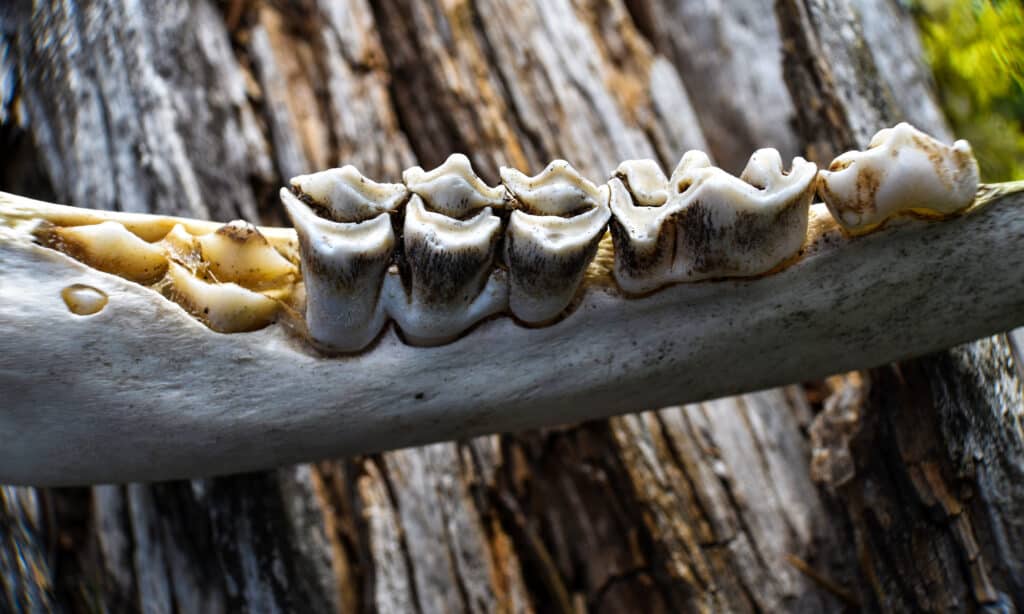 denti di alce