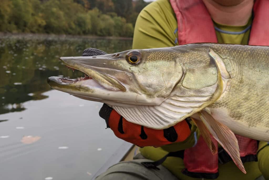 Muskellunge, muskie, ha una testa grande e piatta con una mascella inferiore sporgente