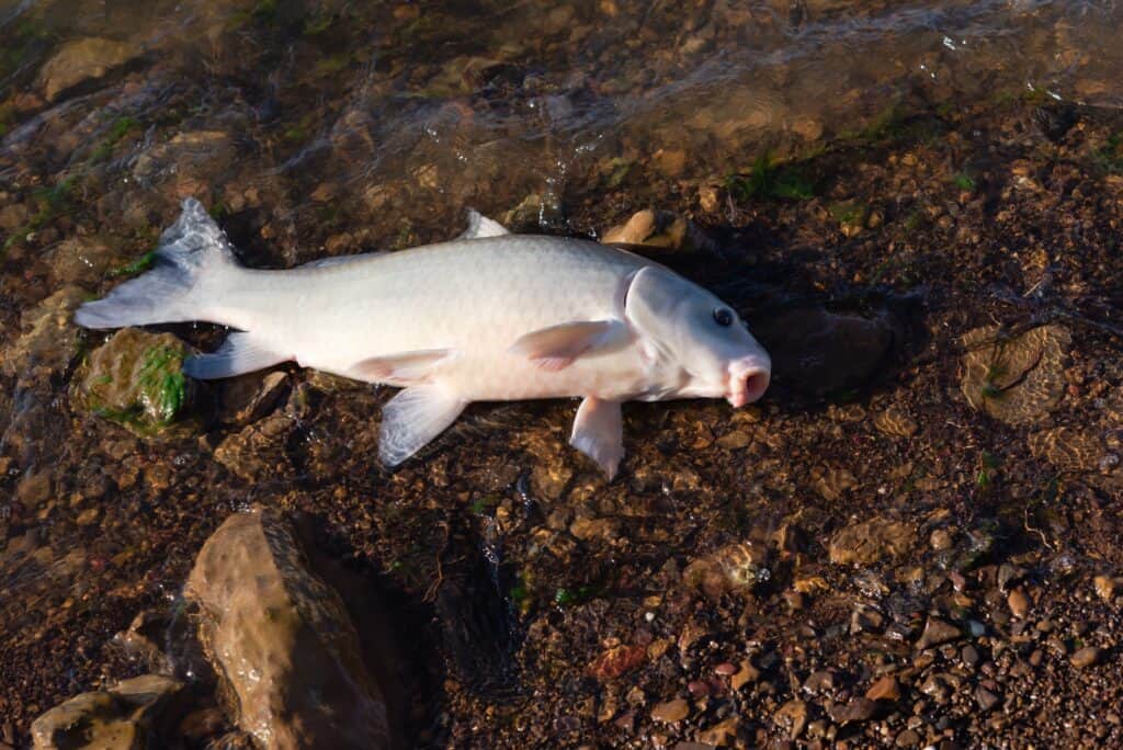 Il pesce Smallmouth Buffalo, mentre si trova nel Michigan, raramente fa il record per il più grande pesce Buffalo nel Michigan.