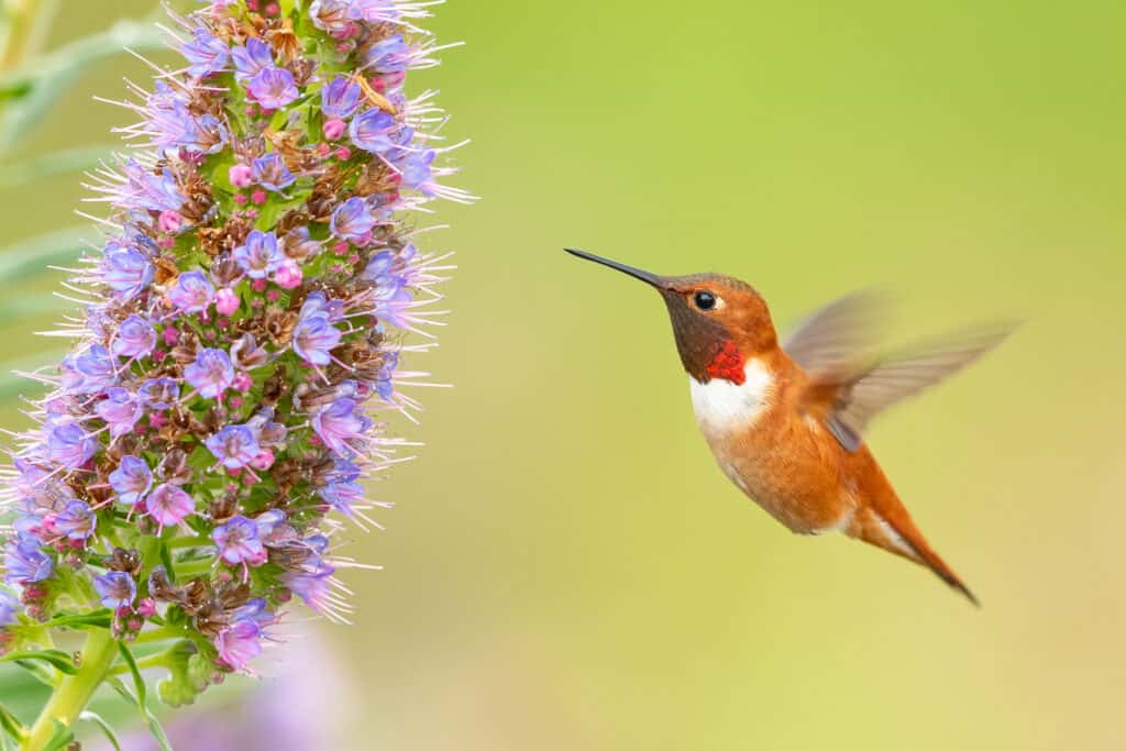 Colibrì rossiccio che beve nettare
