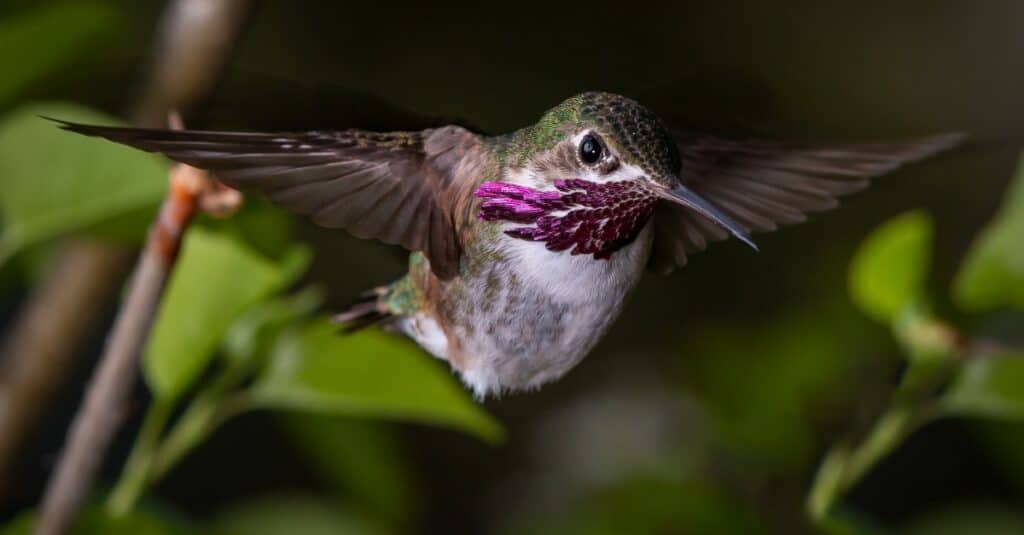 Colibrì Calliope in volo