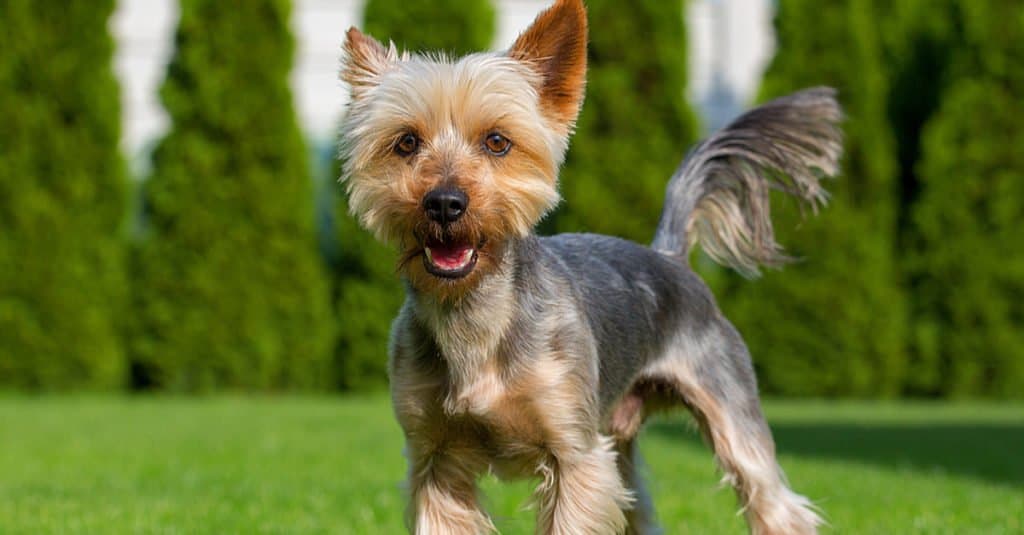 Cucciolo di Australian Terrier in piedi sull'attenti