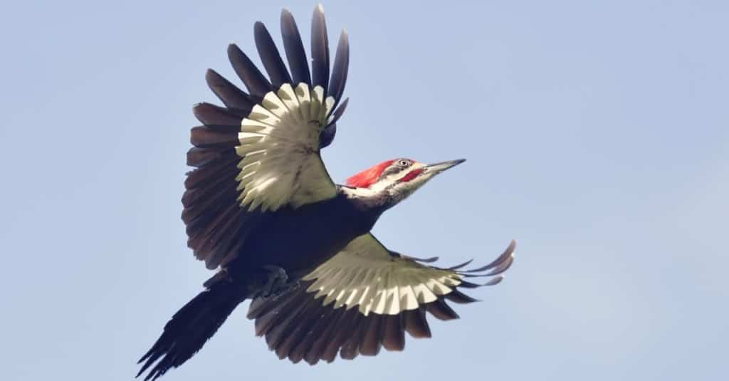 Picchio pileato maschio in volo
