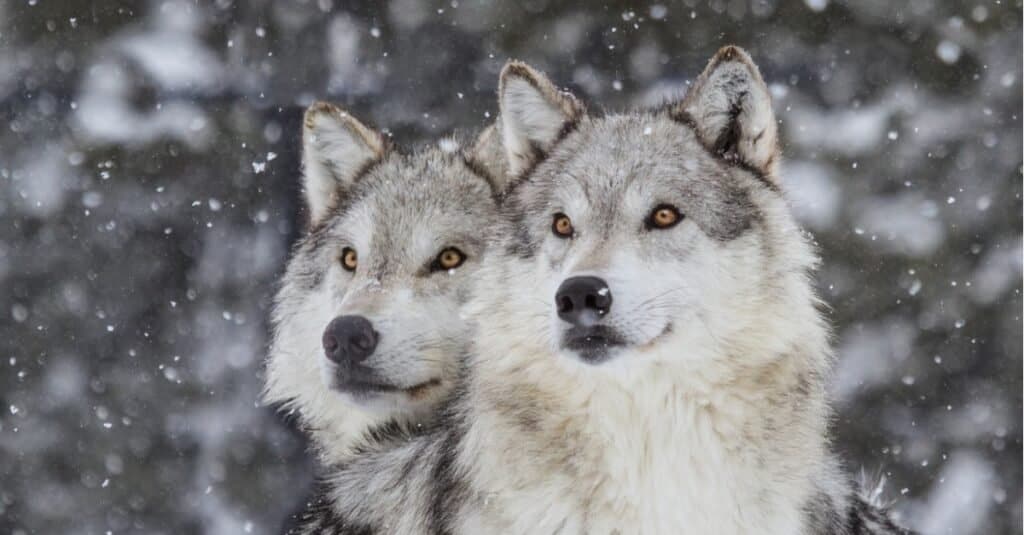 Misteriosi animali grigi