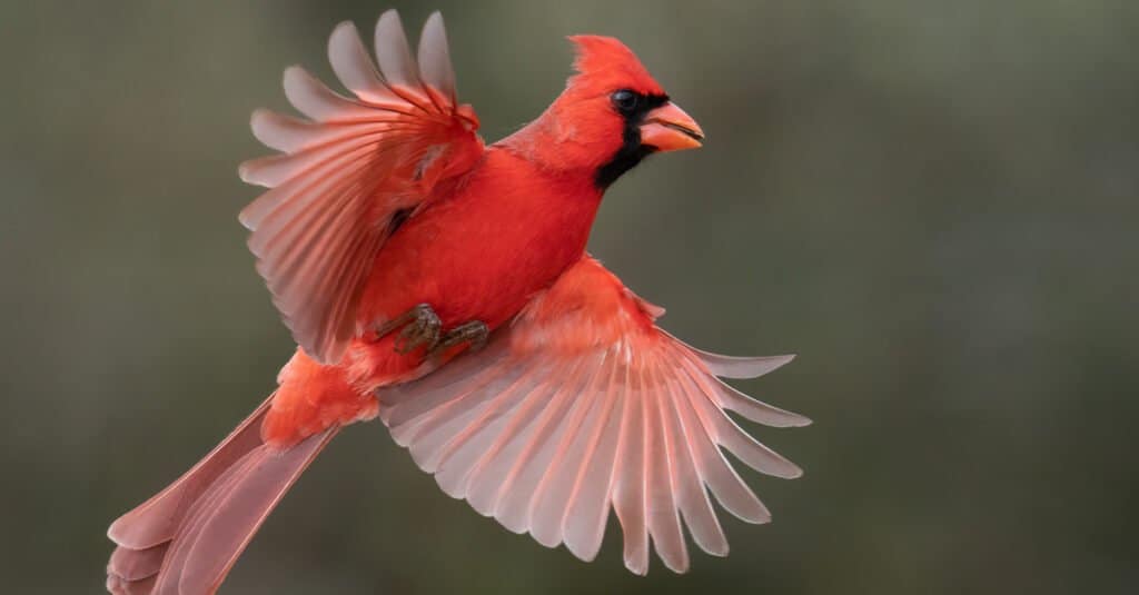 L'uccello cardinale è l'uccello ufficiale dello stato della Carolina del Nord.