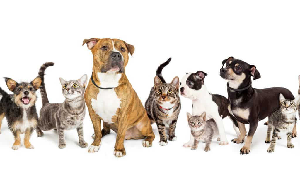 Cani e gatti in fila contro uno sfondo bianco