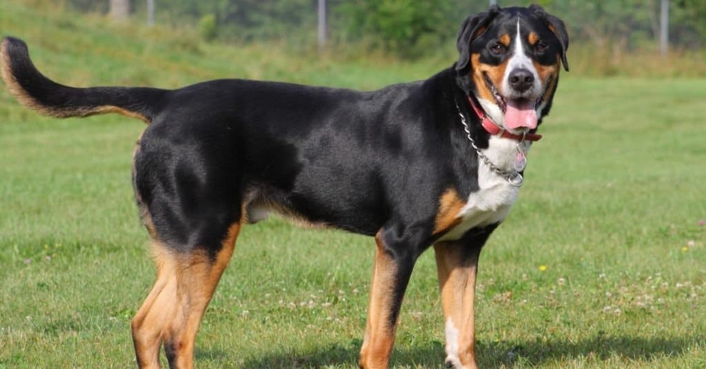 Bernese vs Grande Bovaro Svizzero